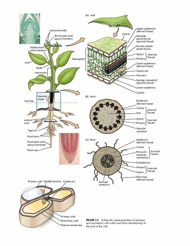 Plant physiology. Физиология растений. Физиологические растения. Анатомия и физиология растений. Что такое физиология растений в биологии.