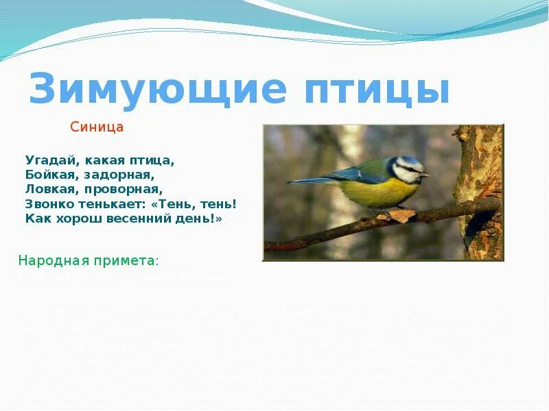Зимующие птицы Белгородской области. Зимующие птицы Белгородской. Тенькает синица. Зимующие птицы Белгорода.