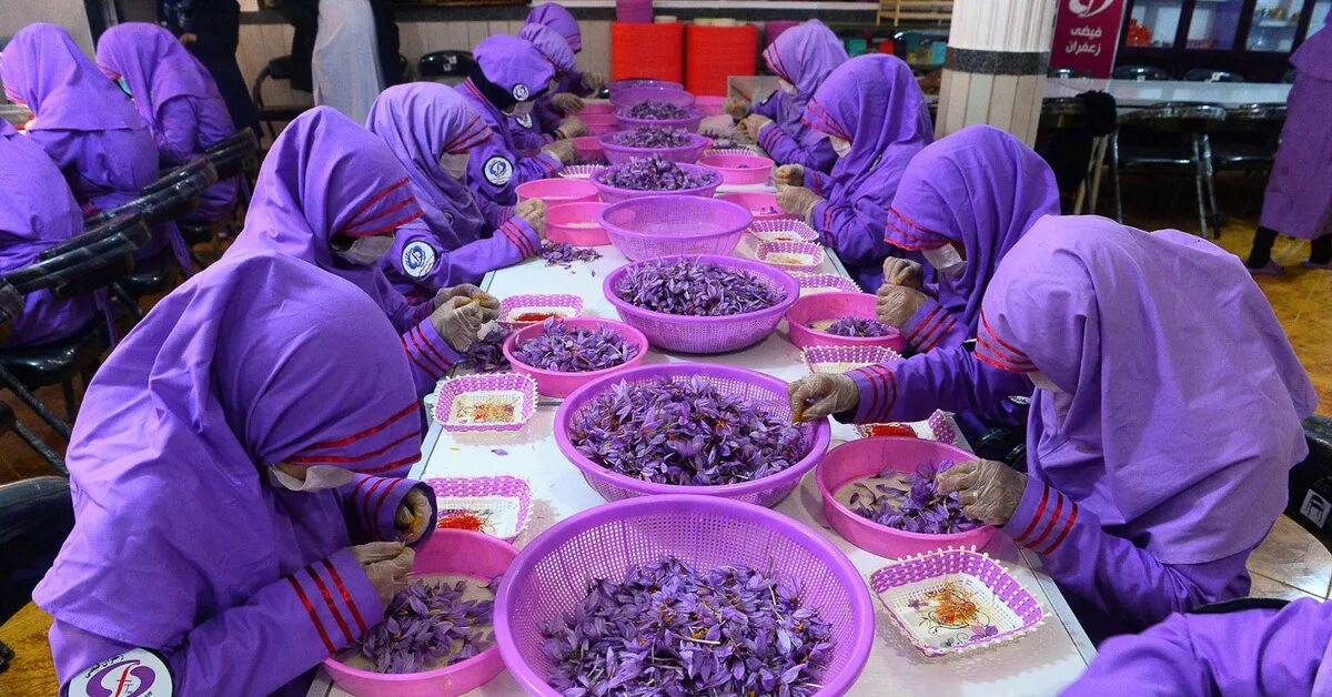 Индийский шафран приправа. Кашмирский шафран. Почему шафран такой дорогой. Крокус приправа шафран. Шафран (е164).