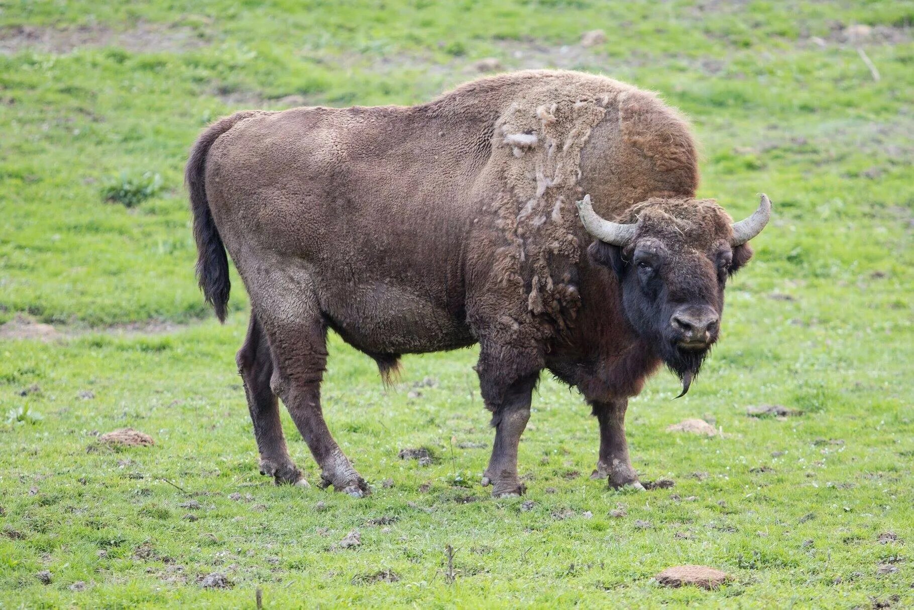 Зубр 70. Зубр 70. Зубры горный алтай. Аккумулятор zubr agm 70 ач 760a. Зубр 70.