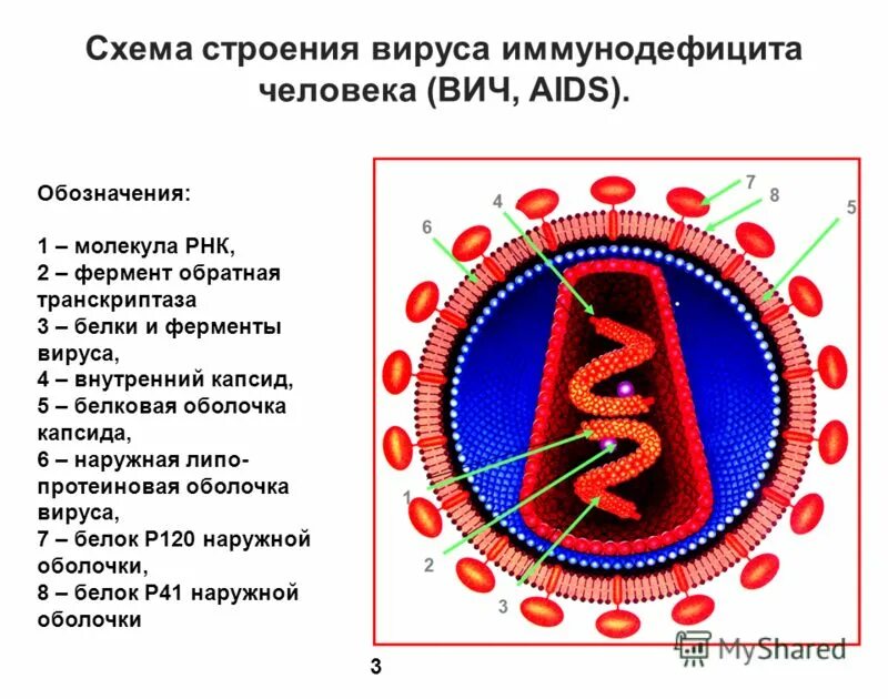 Вич биология