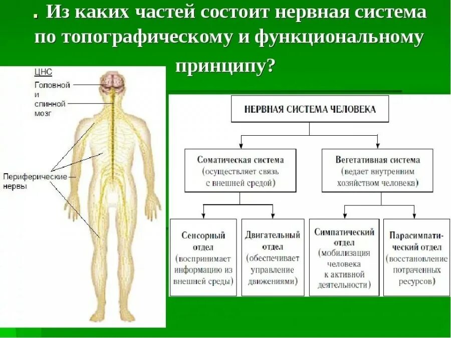 Из каких 2 отделов состоит