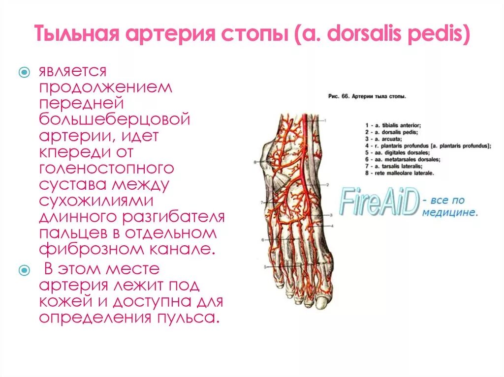 Артерии стопы топография. Тыльная артерия стопы топография. Артерия тыла стопы анатомия. Основные артерии стопы