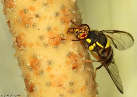 Fruit fly