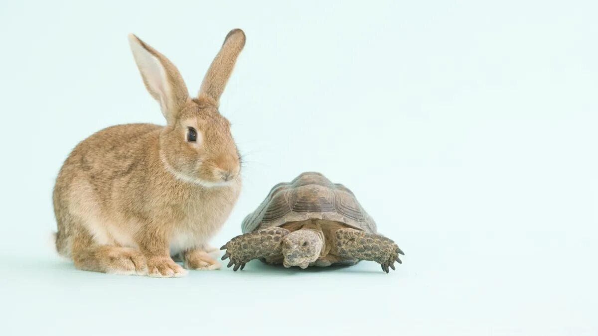 Вымышленные кролики и зайцы. Заяц vs кролик. Твайс Hare Hare. Fast Hare and Slow Tortoise. Против зайчика