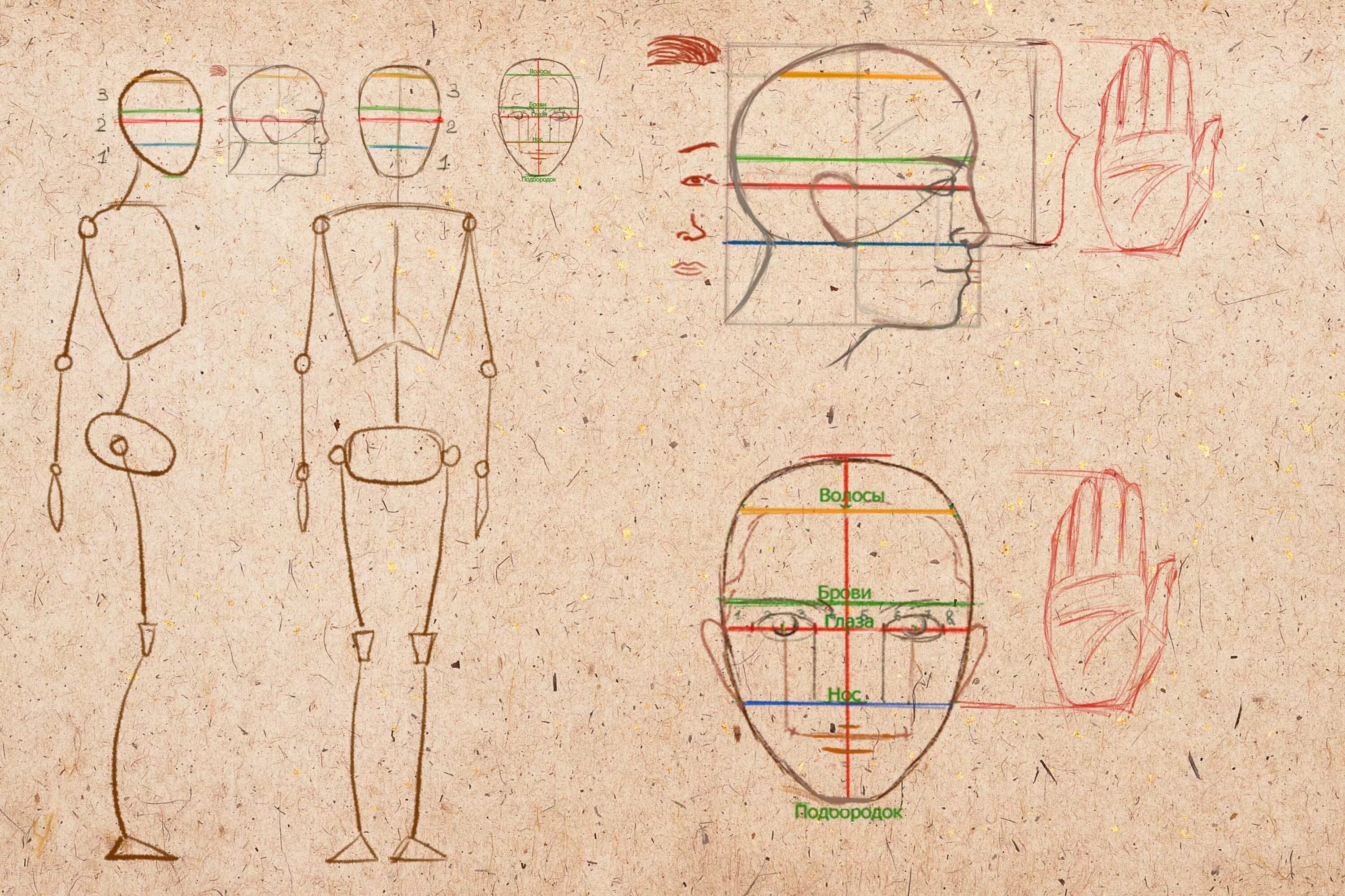 Уроки построение человека. Пропорции человека для рисования. Пропорции человеческого тела для рисования. Пропорции человека рисунок. Пропорции лица и тела человека для рисования.