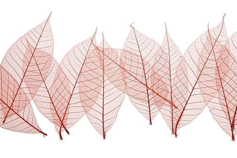 Golden leaves. Нарисовать лист липы. Скелетирование листьев физалис. Листок каркас. Каркас дерево листья.