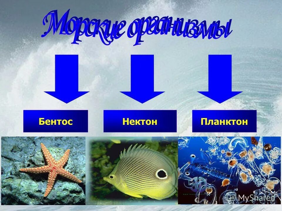 Бентос группа организмов. Планктон Нектон бентос. Экологические группы планктон Нектон бентос. Обитатели океана планктон Нектон бентос. Морские организмыбентосы Нектон.