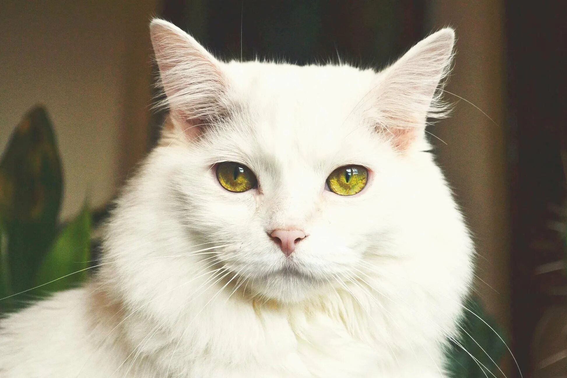 Кошка с желтыми глазами порода. Турецкий Ван гетерохромия. Турецкий Ван кошка. Гетерохромия као мани. Турецкий Ван альбинос.