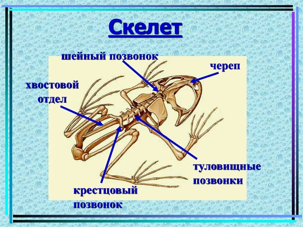 В позвоночнике два отдела туловищный и хвостовой. Отделы скелета земноводных. Скелет земноводных. Схема строения скелета земноводных. Строение скелета земноводных.