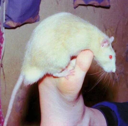 Интересные факты о крысах. Витен бурмиз крыса. Размеры декоративной домашней крысы. Крыса дамбо большая. Крысы рос.