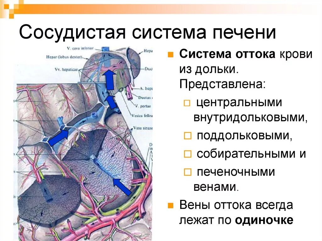 Система вен печени. Печеночные вены анатомия. Кровеносная система печени схема. Сосуды печени Центральная Вена. Долька печени кровеносная система.