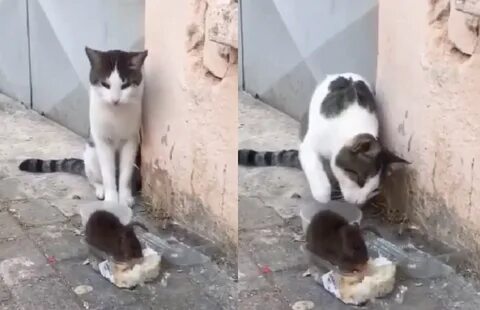Отбивался котом