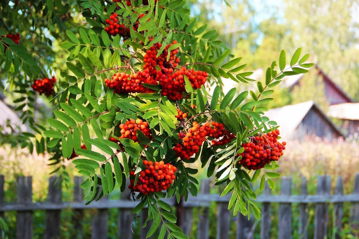 Рябина красная дерево. Рябина обыкновенная Sorbus aucuparia. Рябина Титан. Рябина обыкновенная "Вефед". Рябина желтоплодная.