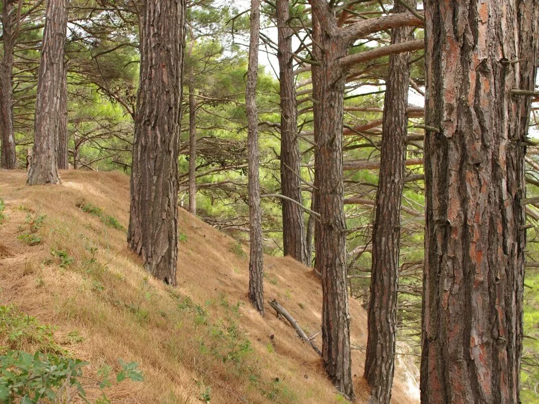 Деревья на склоне. Сосны склон. Сосны на корсике. Сосна горная пинус муго пумилио. Горы сосны природа.