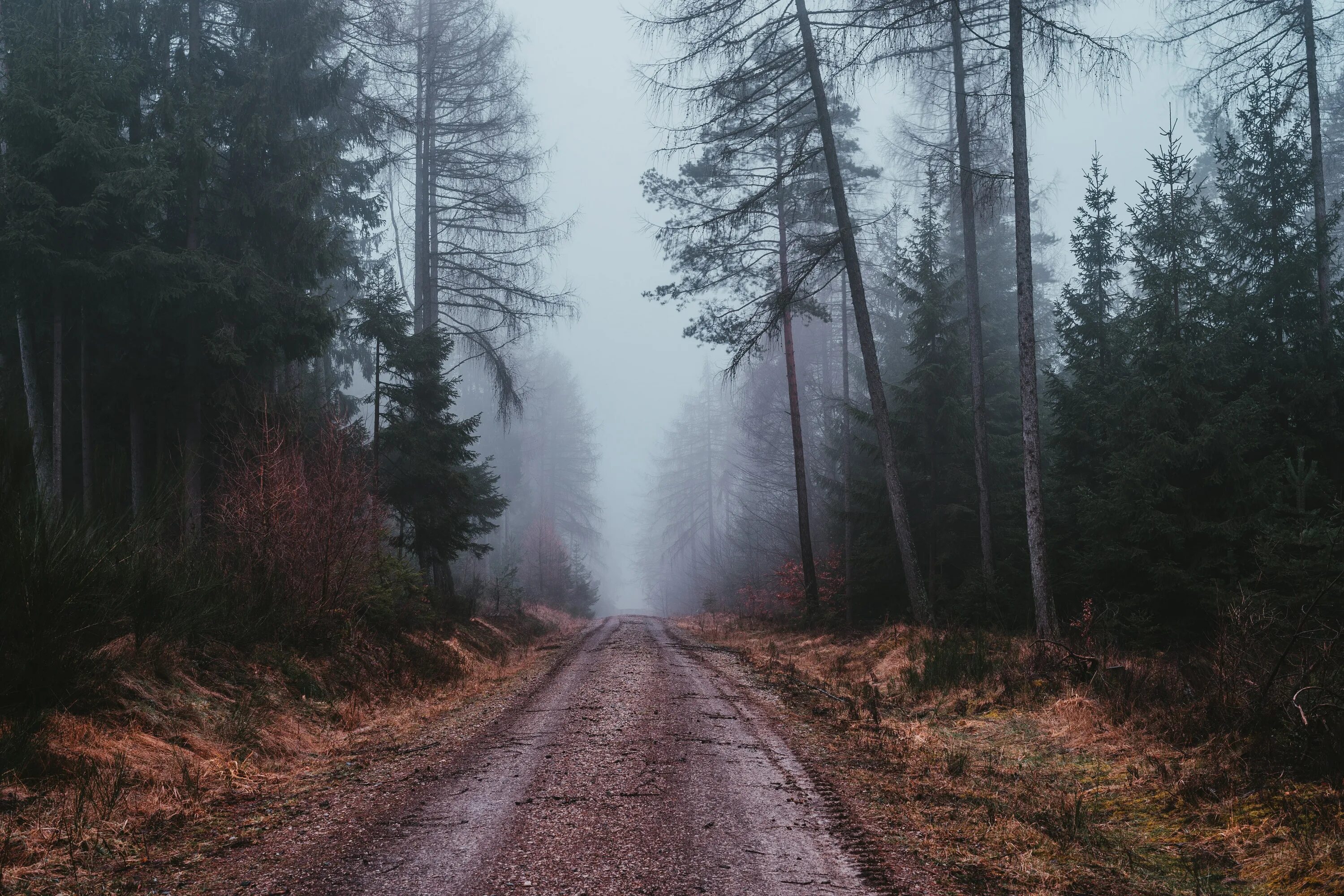 Темный лес с дорогой. Дорога в лесу. Лес в тумане. Темный лес. Лес с дорогой.