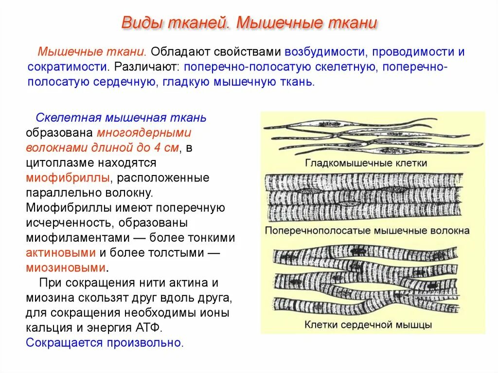 Исчерченность волокон мышечной ткани обусловлена:. Поперечно Скелетная мышечная ткань. Поперечная полосатая Скелетная мышечная ткань. Волокна скелетной мышечной ткани.