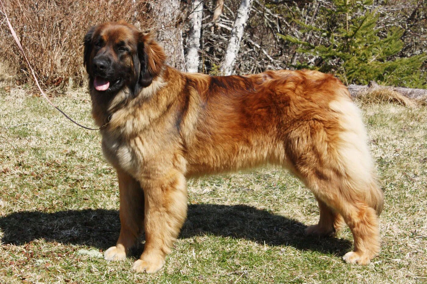 Leonberger Puppies For Sale / Wanderweg Leonbergers: April 2010 : Puppies for sa