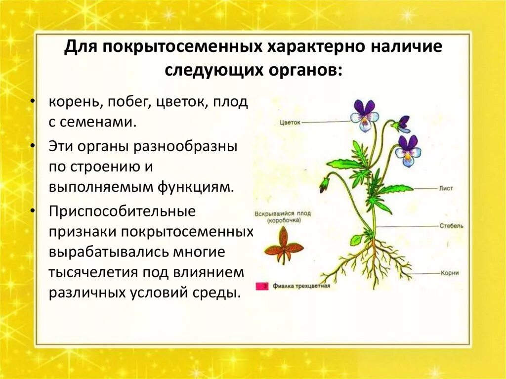 Проверочная по покрытосеменным. Покрытосеменные цветковые растения строение. Строение цветковых покрытосеменных растений. Корневая система покрытосеменных растений. Особенности строения покрытосеменных растений.