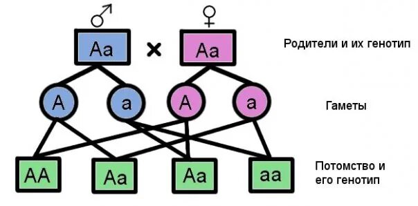 Генотип и фенотип схема. Генотипы потомства. АА АА генотип. Как определить генотип родителей.