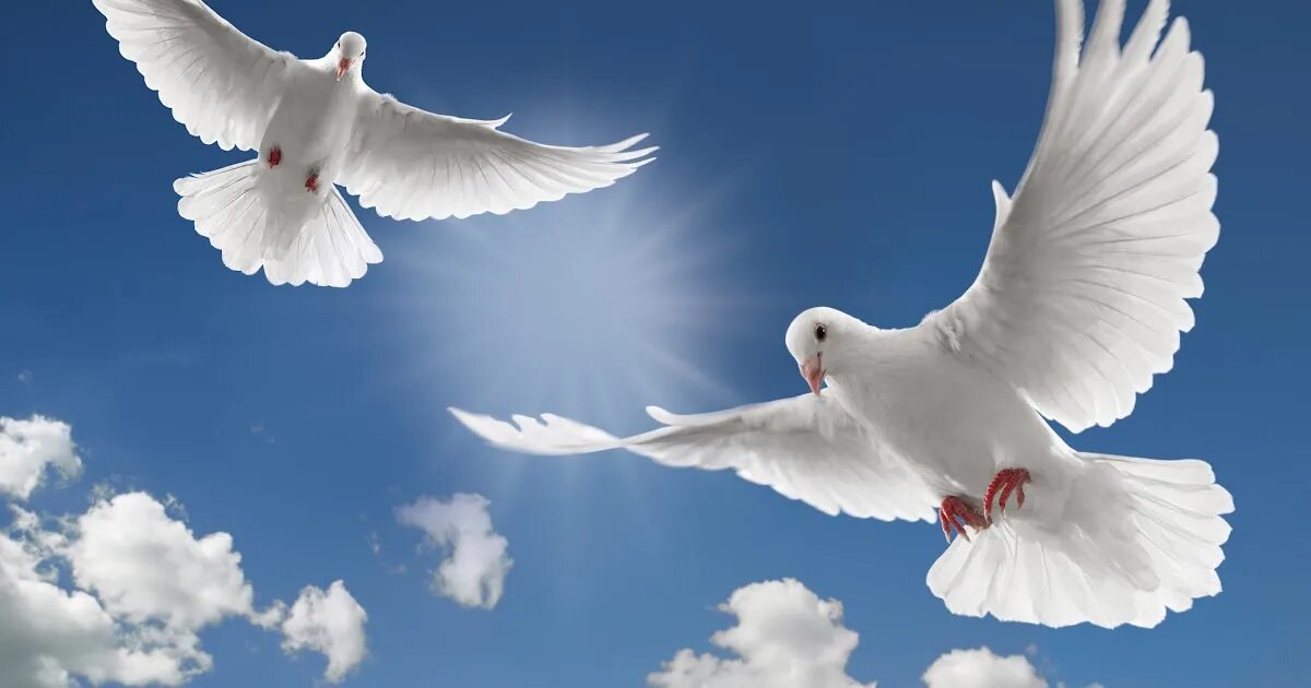Голубь в полете. Белая птица. Белые голуби в небе. Голубок в поднебесную высь. Белые голуби в небе.