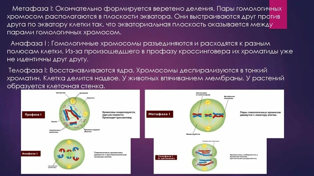 Расположение гомологичных хромосом по экватору клетки Фаза митоза в которой хромосомы расположены по экватору клетки называется Pasc