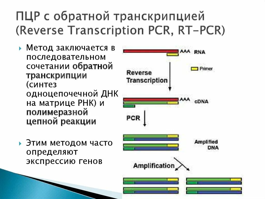 Амплификация ДНК методом ПЦР. Полимеразная цепная реакция (ПЦР). ПЦР С обратной транскрипцией (Reverse Transcription PCR, RT-PCR). ПЦР полимеразной цепной реакции.