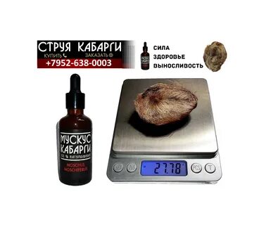Мускус кабарги что это такое