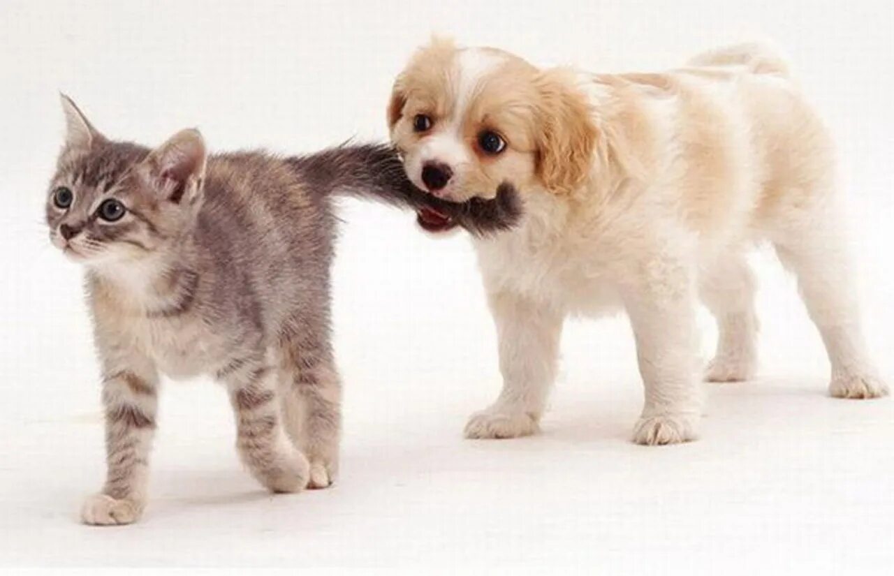 Кошечки собачки собака вик. Кошки и собачки. Милые котята и щенки. Щенок и котенок. Милые кошки и собаки.