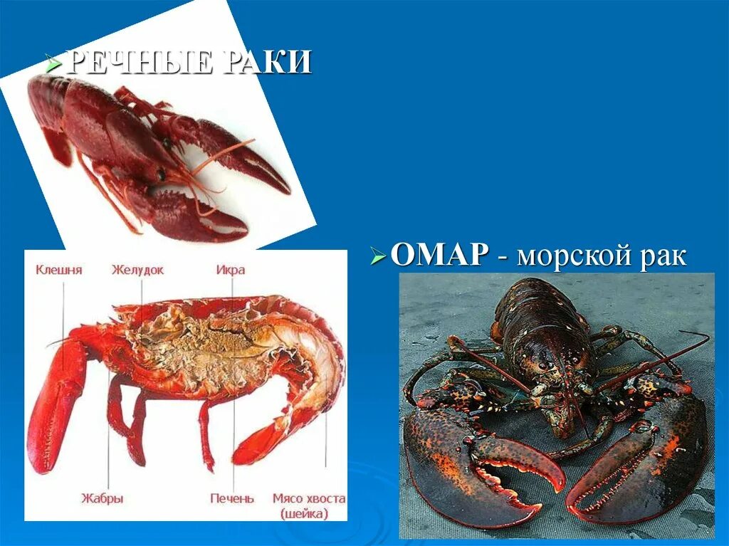 Раки морские речные. Омар морской. Речной лобстер. Речной Омар. Лобстеры и омары и икра.