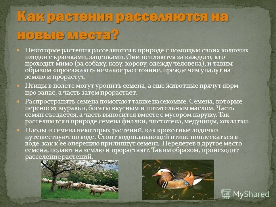 Занятость населения дальнего востока россии. Интересные факты о населении дальнего востока. Как растения расселяются на новые места. Как растения расселяются на новые места. Забота о потомстве у насекомых презентация.