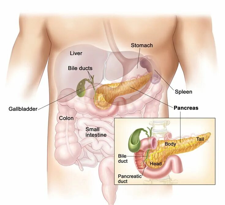 Пищеварение в желудке ферменты. Непереваренная еда в желудке. Желудок анатомия расположение. Поджелудочная железа желчный пузырь анатомия. Боль в поджелудочной железе.