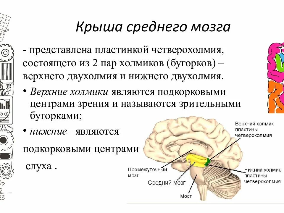 Область среднего мозга. Пластинка четверохолмия анатомия. Нижние Бугры четверохолмия ядра. Опухоль в области Нижнего двухолмия среднего мозга. Верхние и нижние Бугры среднего мозга.