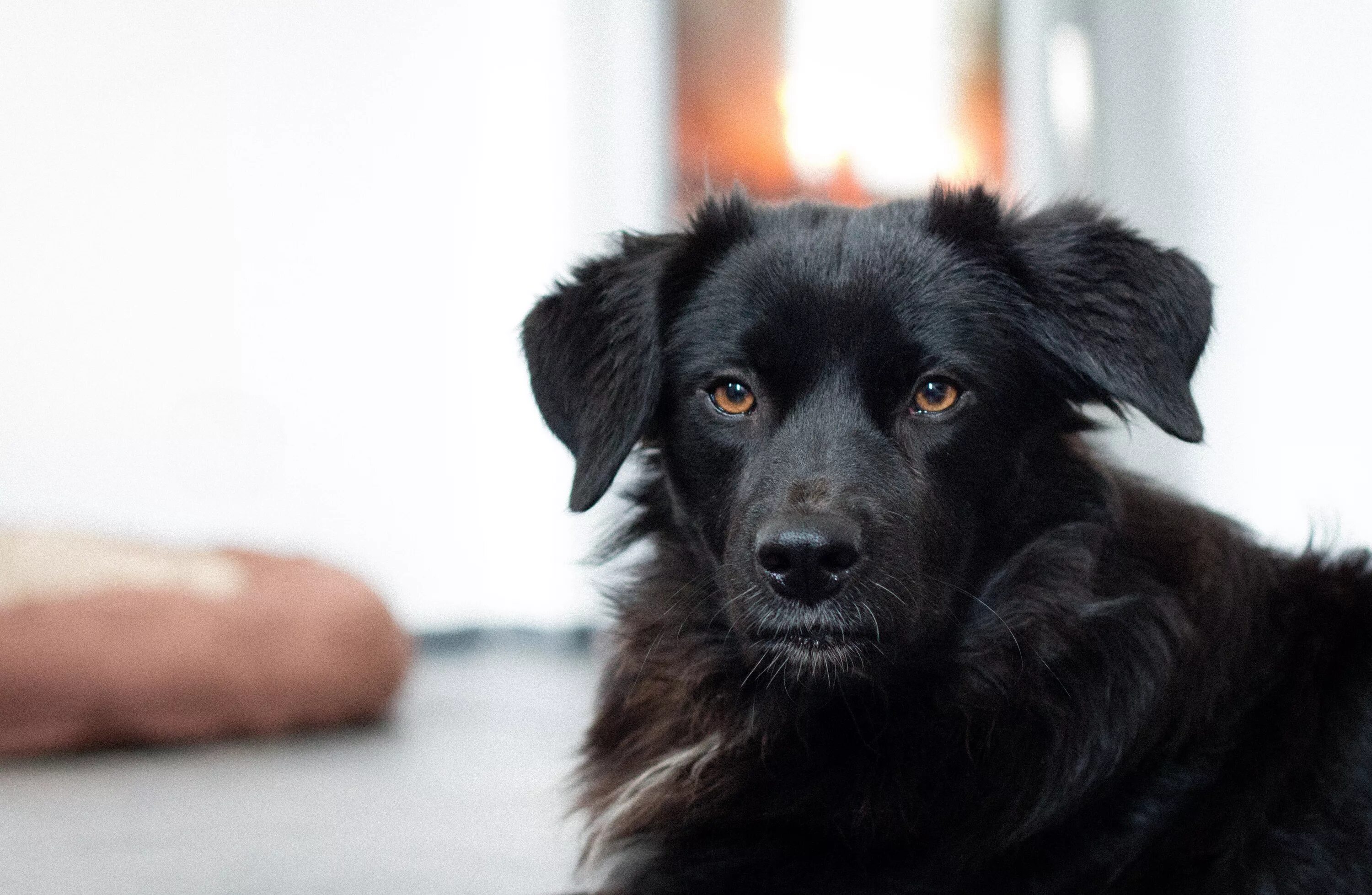 Alice has a big black dog. Черная собачка дворняжка. Черная маленькая собачка дворняжка. Черный пес дворняга порода. Черная большая собака дворняжка.