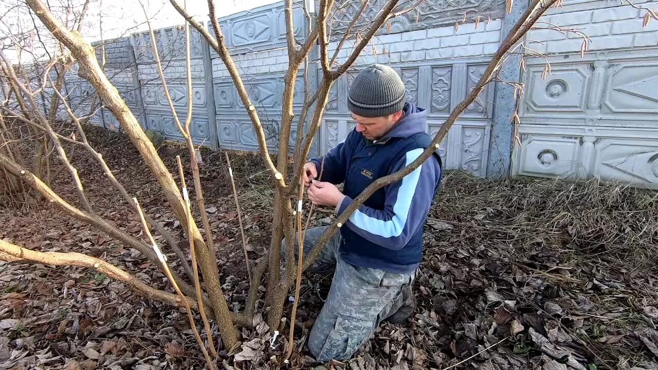 Как правильно обрезать грецкий. Окулировка грецкого ореха весной. Формировка грецкого ореха. Прививка грецкого ореха на лещину. Лещина фундук формировка.