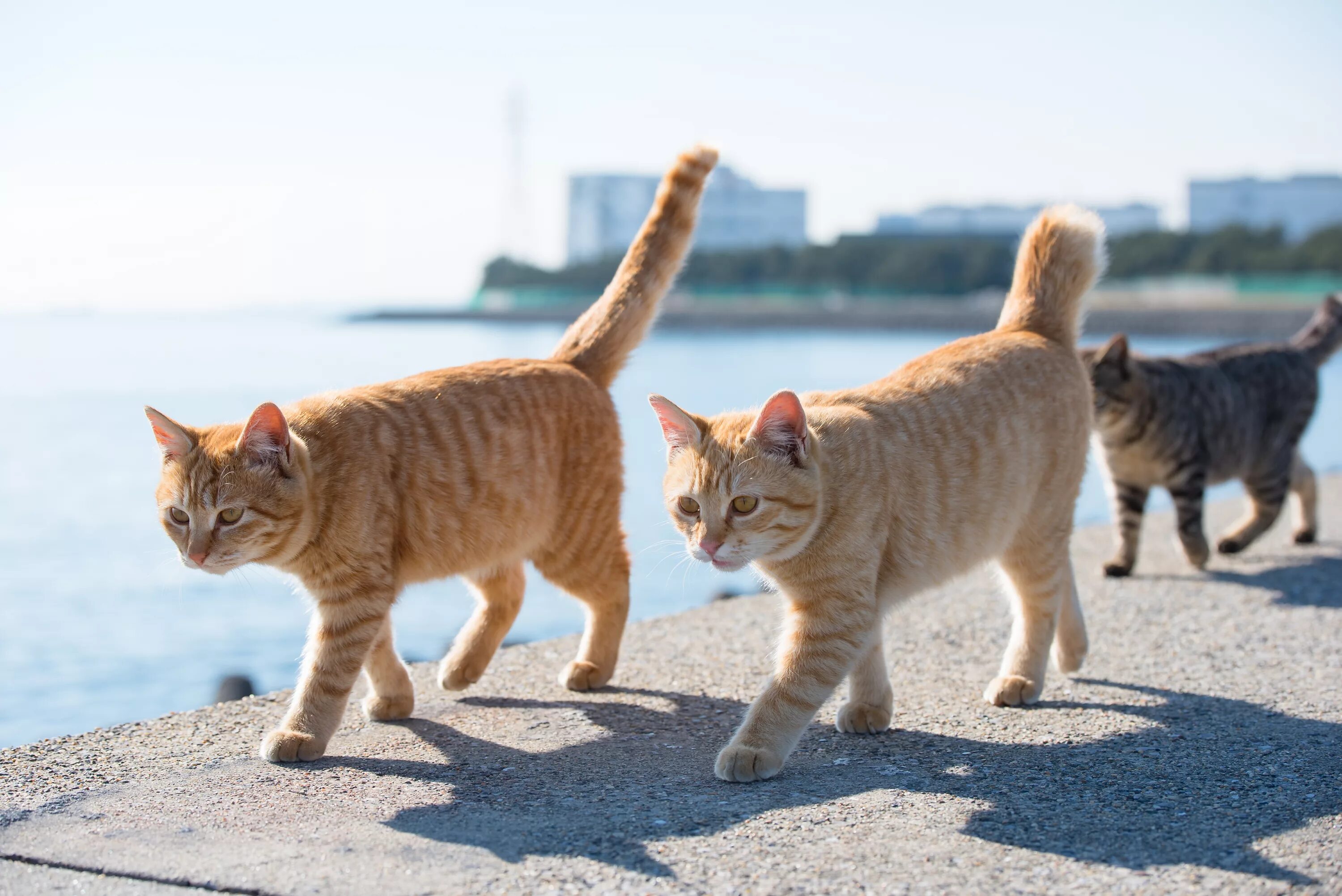 Два кота бегут. Кот идет. Две кошки. Два кота идут. Котики идут вместе.