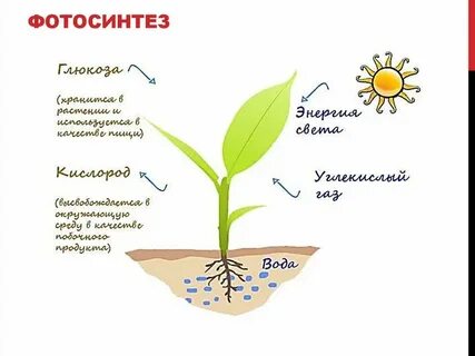 Среде и получает необходимое