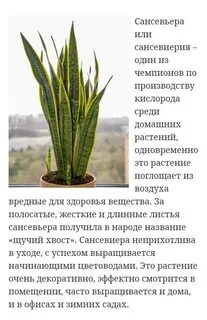 Опишите особенности растений пеперомии и сансевиерии