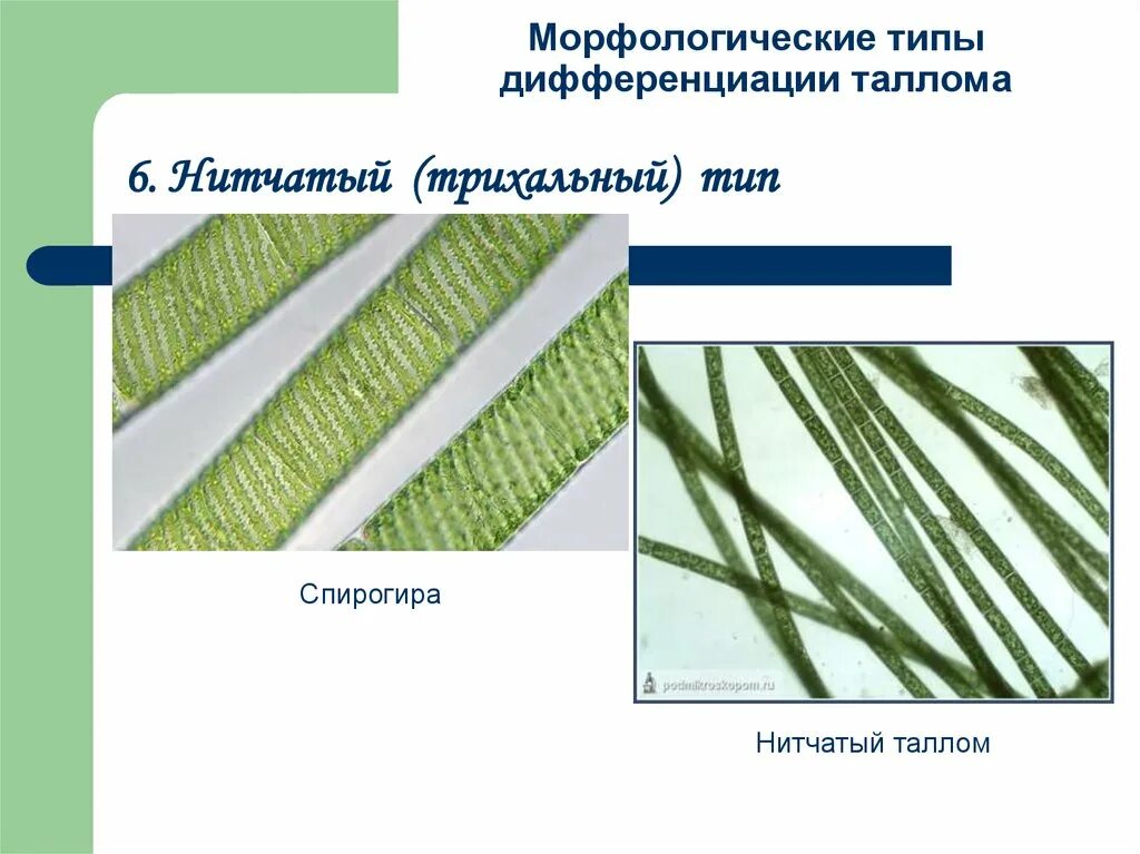 Хлорококк тип таллома. Типы дифференциации таллома. Типы дифференциации таллома. Строение таллома зеленых водорослей. Типы организации таллома.