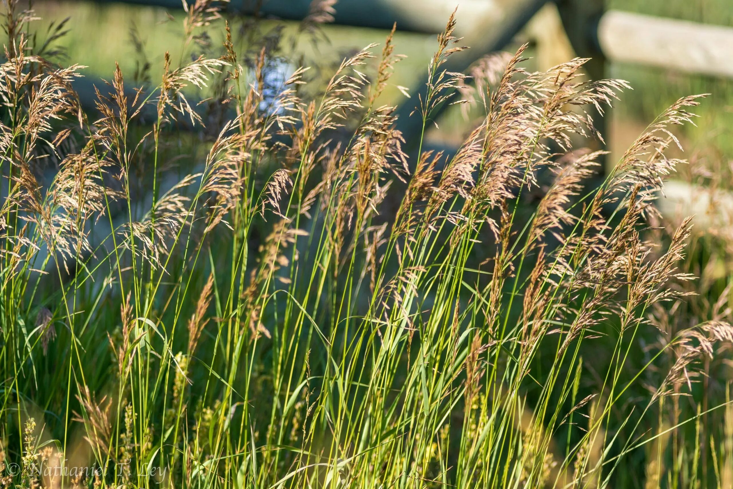 Злаковые луговые. Мятлик Луговой (POA pratensis). Мятлик Луговой (POA praténsis). PÓA praténsis - мятлик Луговой. POA pratensis l. – мятлик Луговой.