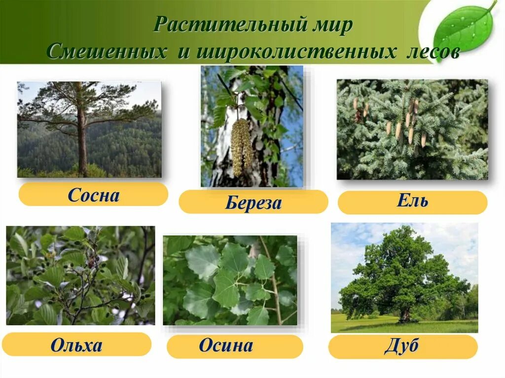 Смешанные и широколиственные леса растения. Растительность смешанных и широколиственных лесов. Растительность в смешанных и широколиственных лесах в России. Смешанные и широколиственные леса России растения. Широколиственный лес характерные растения