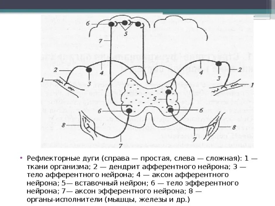 Изобразить схему рефлекторной дуги. Схема рефлекторной дуги сложного рефлекса. Рефлекторная дуга простого и сложного рефлекса. Схема сложной рефлекторной дуги соматического рефлекса. Сложная соматическая рефлекторная дуга схема.