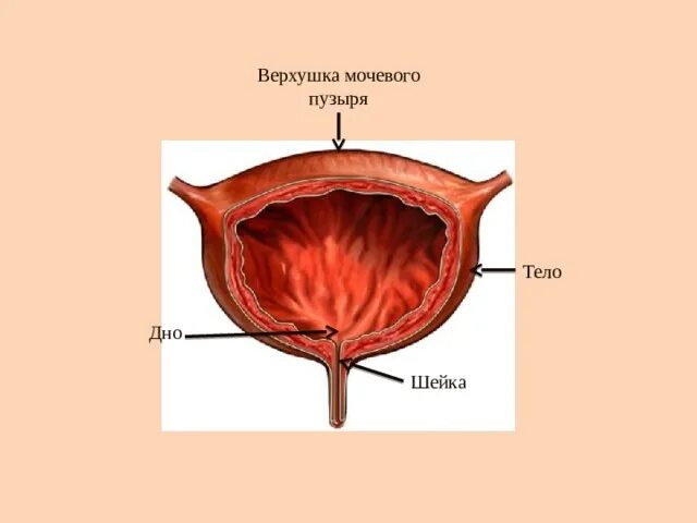 Наружный мочеиспускательный канал. Строение мочевого пузыря шейка. Мочевой пузырь анатомия верхушка тело дно. Анатомия мочевого пузыря дно верхушка. Строение мочевого пузыря верхушка тело дно шейка.