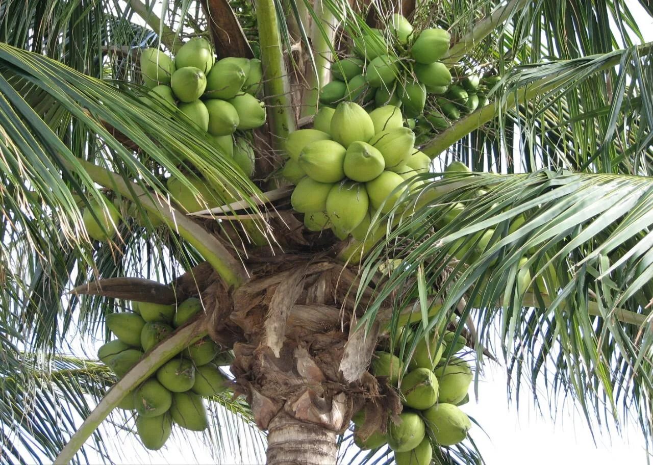 Пальма какой фрукт. Кокосовая пальма (cocos nucifera). семена пальмы. тайланд орех пальма. тайланд пальмы манго.