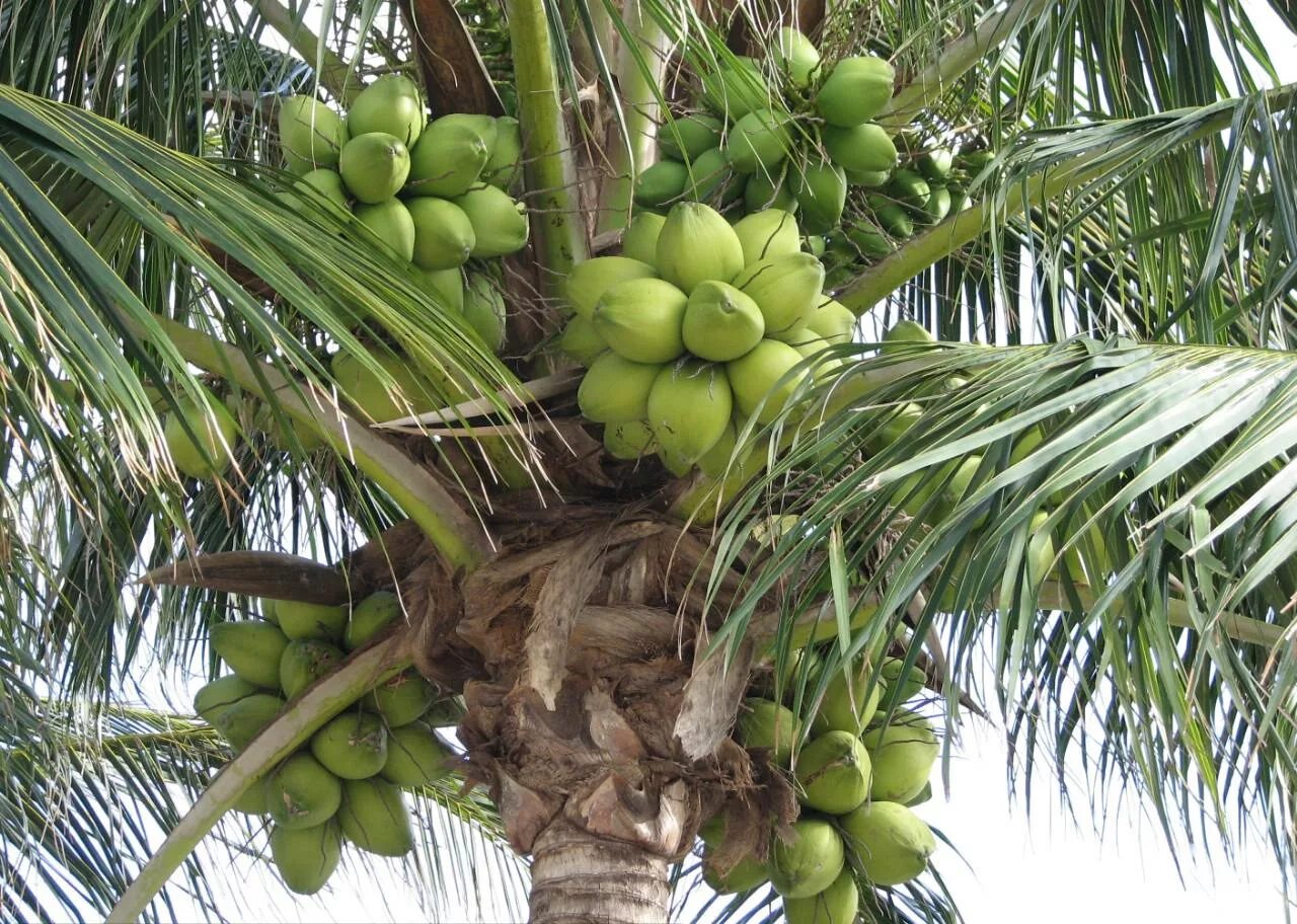 Coconut перевод на русский. Coconut Palm кокосовая Пальма. Абрикосовая Пальма. Тайланд орех Пальма. Семена пальмы кокоса.