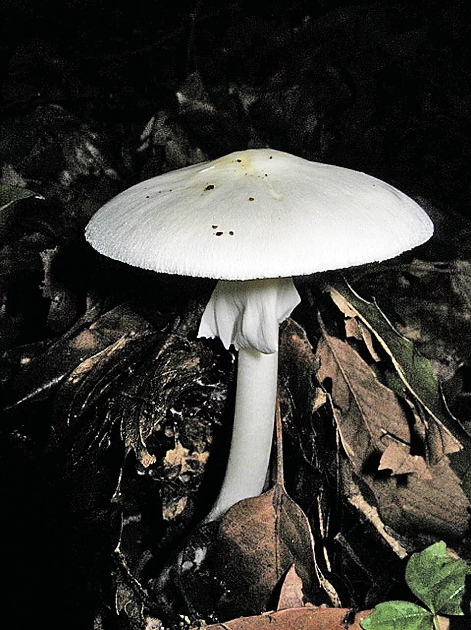 Какие белые поганки. Бледная поганка. Бледная поганка белая. Белая поганка гриб. Мухомор белый (Amanita Verna).