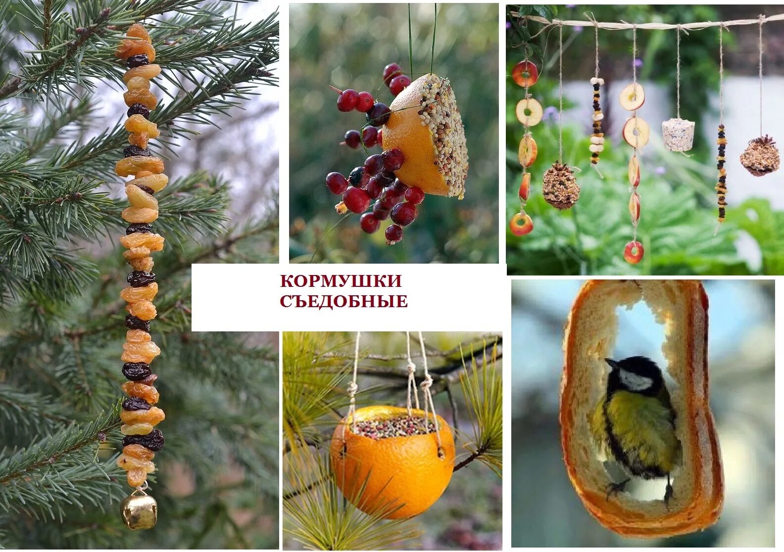 эко кормушка. оригинальные кормушки для птиц. изготовление съедобных кормушек. презентация съедобная кормушка для птиц. кормушка для птиц своими руками.