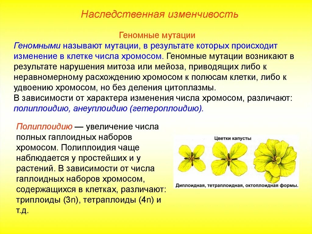 Мутационная изменчивость возникает. Наследственная изменчивость геномная. Геномная изменчивость характеристика. Мутационная наследственная изменчивость. Мутационная изменчивость наследственная характеристика.