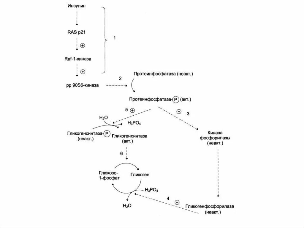 Инсулин стимулирует синтез гликогена. Схема синтеза инсулина. Инактивация инсулина биохимия. Синтез гликогена схема инсулином. Инсулин гликогенсинтаза механизм.