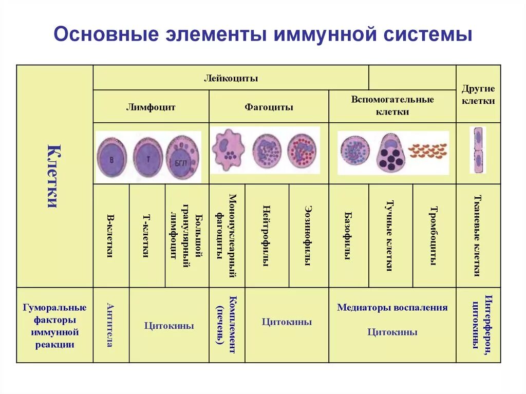 Какой элемент иммунной системы. Основные клеточные элементы иммунной системы. клетки крови элементы иммунной системы. характеристика клеток иммунной системы. основные клетки иммунной системы характеристики.